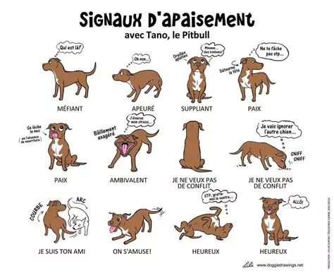 Mieux comprendre son chien en 5 minutes : les signaux d’apaisement expliqués